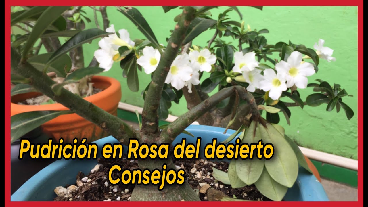 Pudrición en ROSA DEL DESIERTO (Consejos, cómo evitar, cómo solucionar)