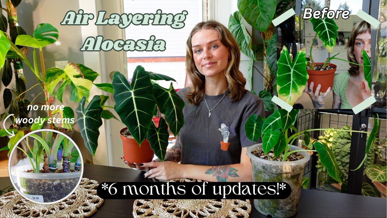 🌿✂️ propagating Alocasia by cutting (air layering/sphagnum moss) with RESULTS!
