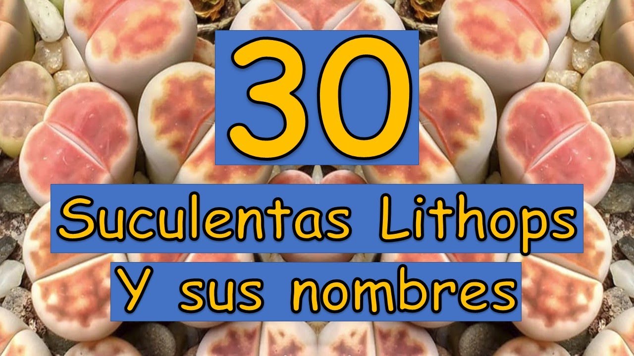 🎍 30 Suculentas Lithops y sus nombres 🎍