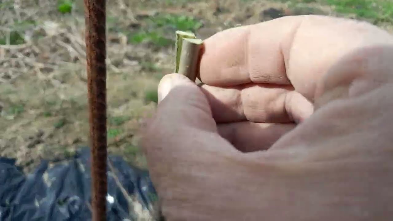 Kalemljenje kruške na rascjep na podlogu divlje kruške