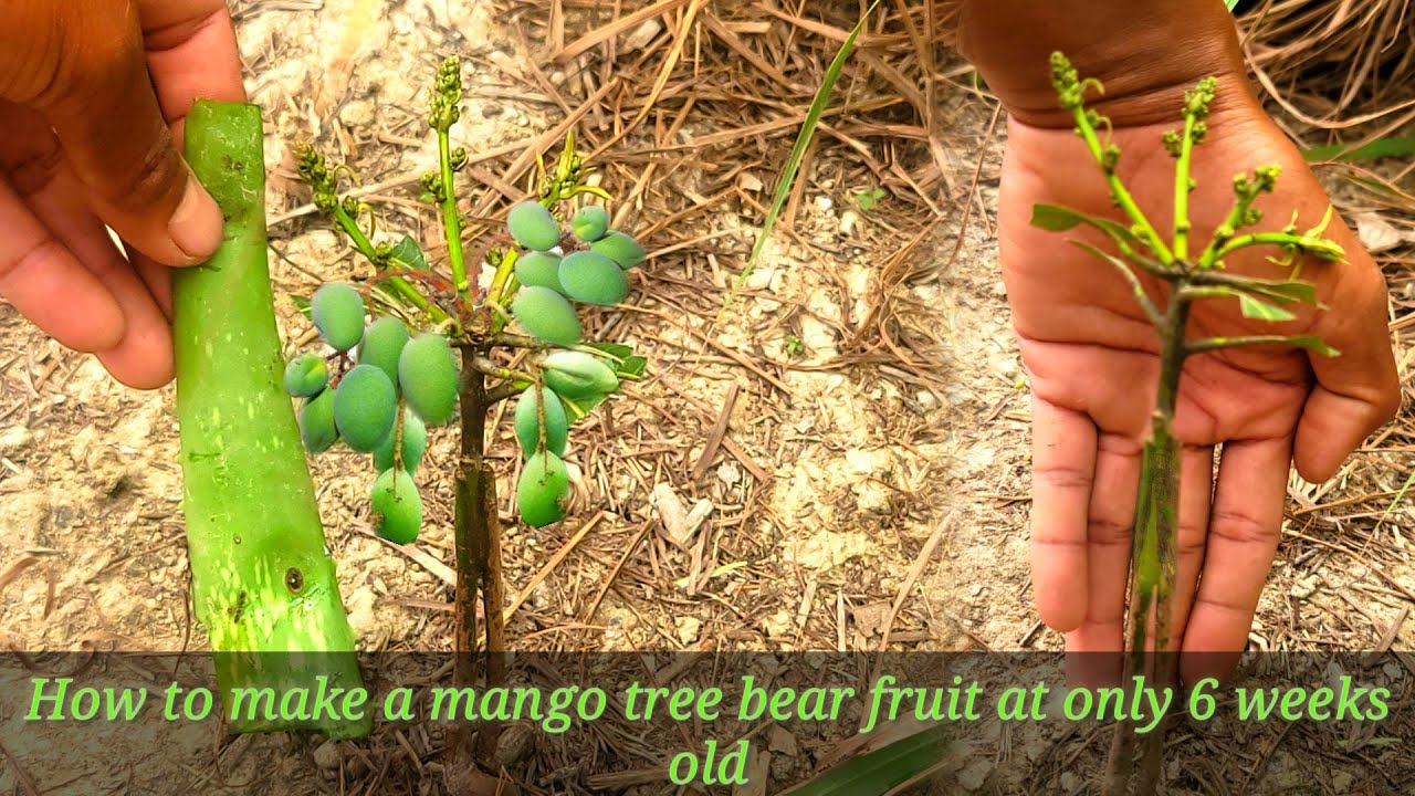 Mango Grafting Results With Natural Hormone / agri cambo