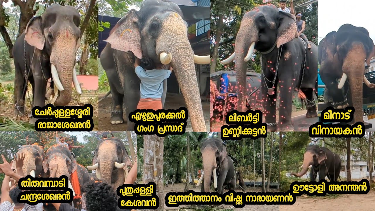 പൂരത്തിന് ആനകൾ എത്തിയപ്പോൾ പാർക്കാടി പൂരം anjur parkkadi pooram 2025