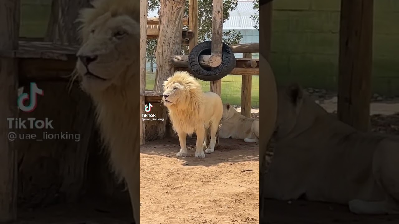 best animal lion of Dubai(5)