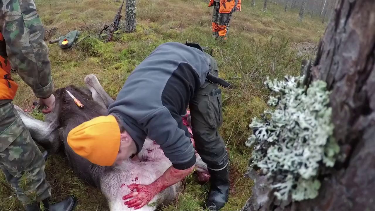 Hirvenkaato ja mitä sen jälkeen...