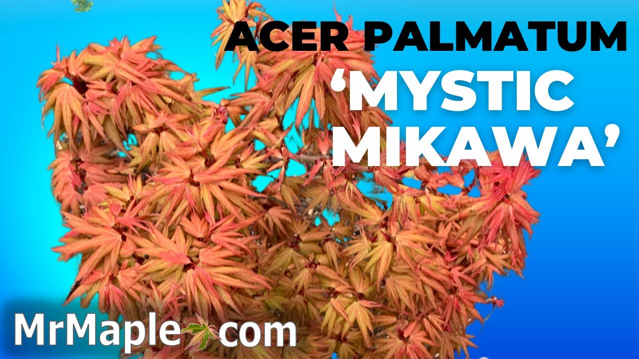 Acer palmatum 'Mystic Mikawa' | Rare Dwarf Japanese Maple | MrMaple Clips 🍁