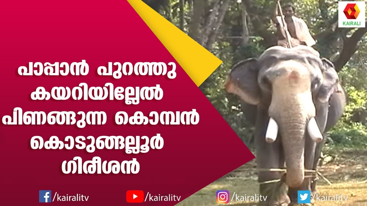 പാപ്പാൻ പുറത്തു കേറിയില്ലേൽ ഈ കൊമ്പൻ പിണങ്ങും | Kodungallur Gireesan Elephant | E for Elephant