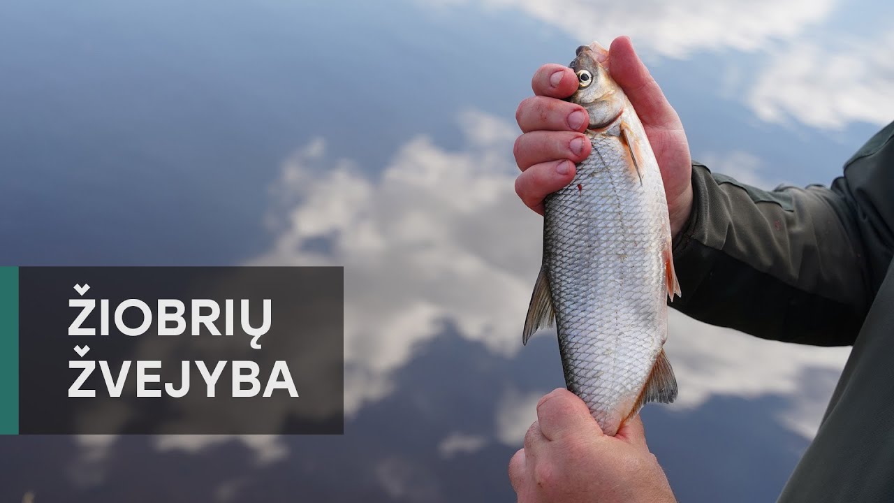 Žiobrių žvejyba