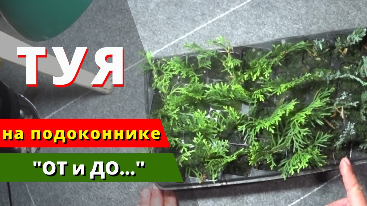 Укореняем ТУЮ на подоконнике. Процесс + Результат. 