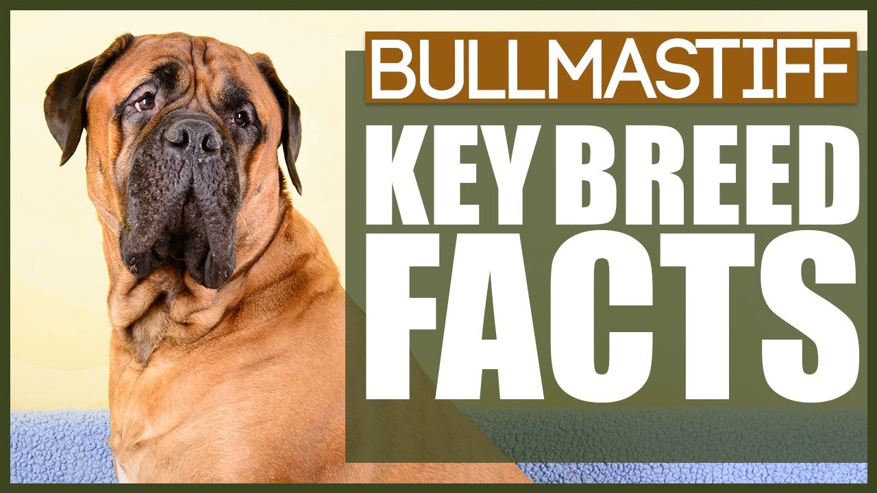 You NEED To KNOW This Before Getting A BULLMASTIFF