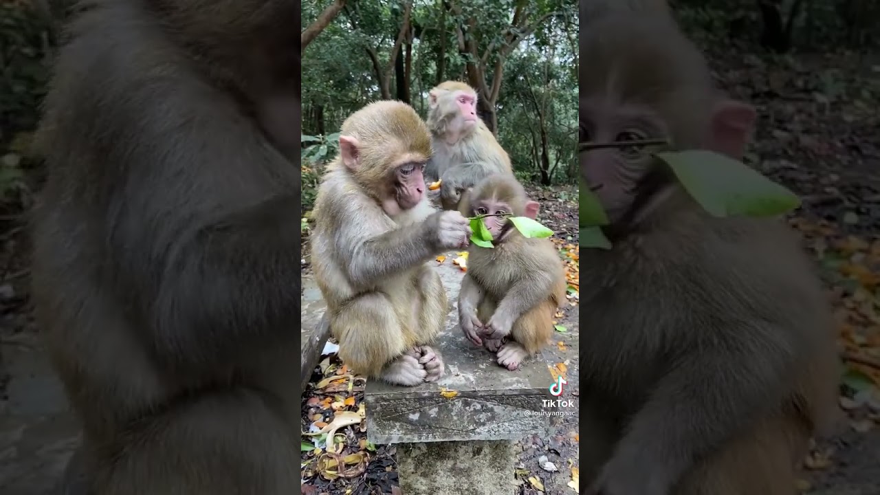 The Greedy Monkey 🐒