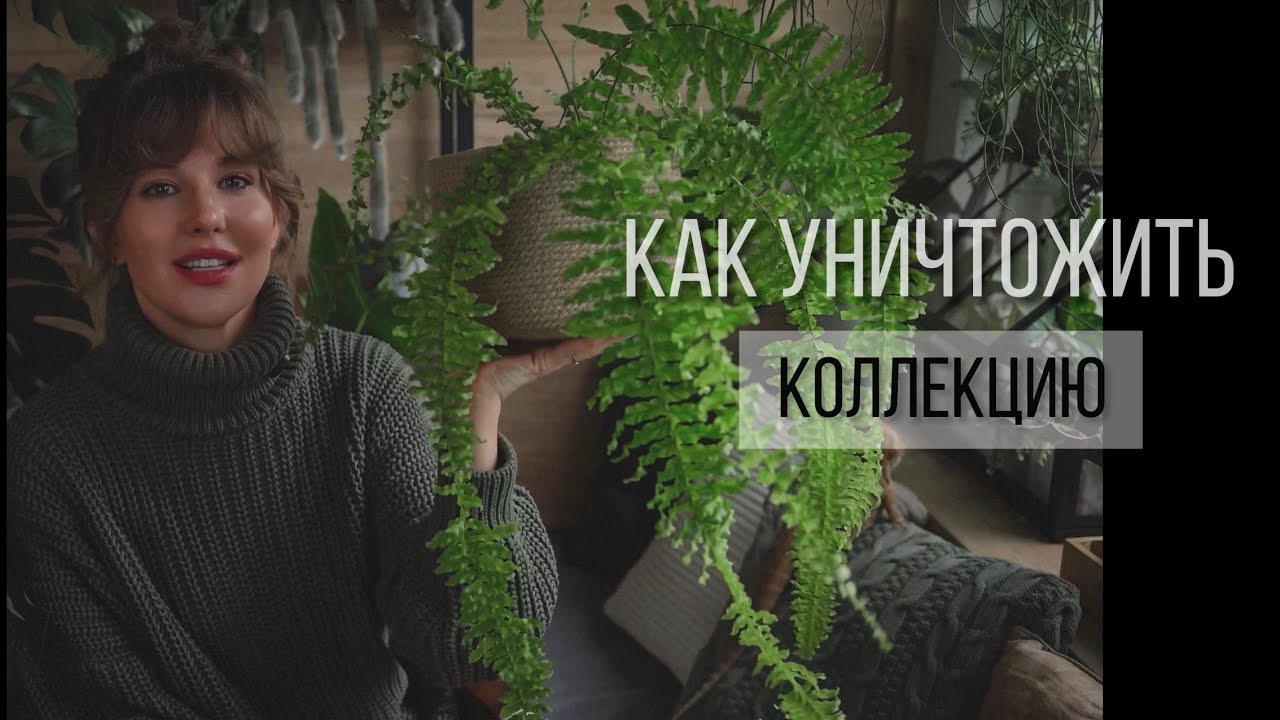 УБИЙСТВЕННОЕ ВИДЕО ИЛИ “КАК УГРОБИТЬ КОЛЛЕКЦИЮ”