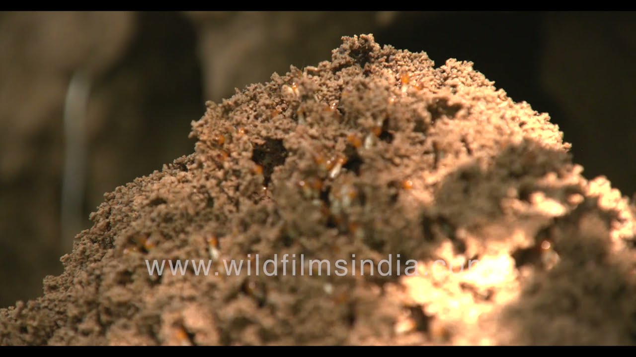 It's a Termite world out there! They run and manage their own cities and even bring down human homes