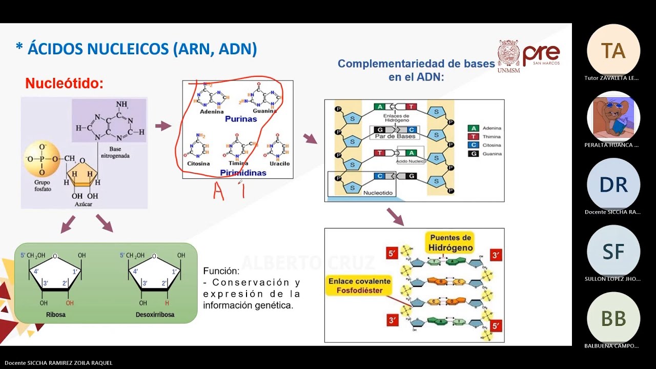 Biología - Semana 04 - Consultas Académicas Pre San Marcos Ciclo 2025-I (Nuevo Ciclo)