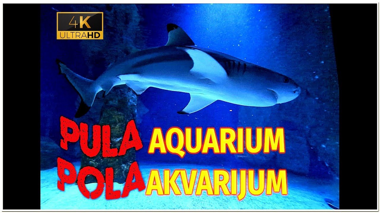 AMAZING AQUARIUM PULA! Friend of the sea - prelepi Akvarijum Verudela Istra 4K 2024 #pula #aquarium