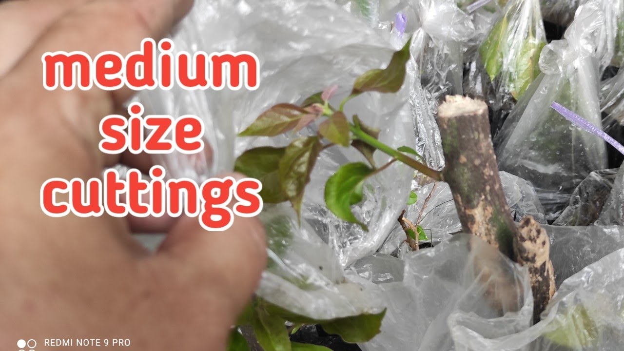 HOW TO PLANT MEDIUM SIZE BOUGAINVILLEA CUTTINGS | Royale Garden Escapade