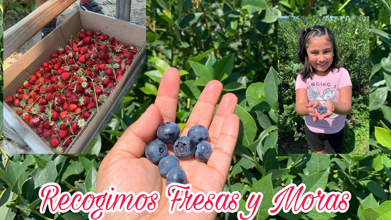 Fuimos a recoger fresas y mora azul