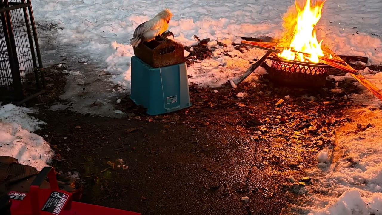 Sledding Chicken