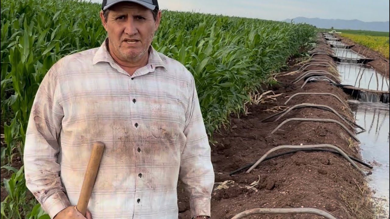 REGANDO EL MAIZ CON (EL TIO JUAN TOYS)🌽🧑🏻‍🌾  |Juandiego Cardenas.|
