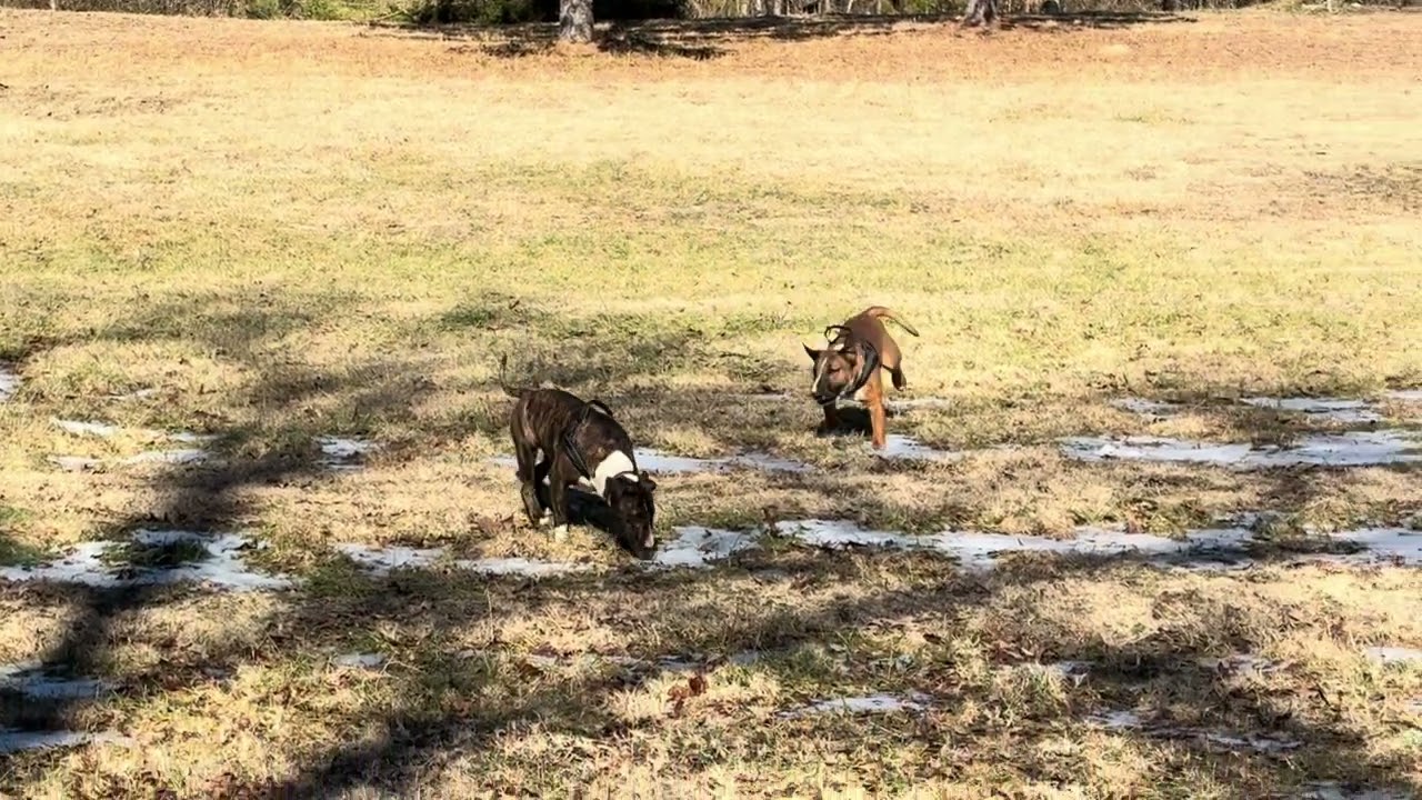 False Spring at the Farm 🌱☀️ Puppy Run in February