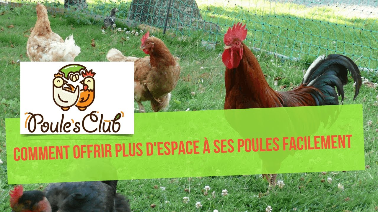 Un filet pour créer un enclos amovible à vos poules