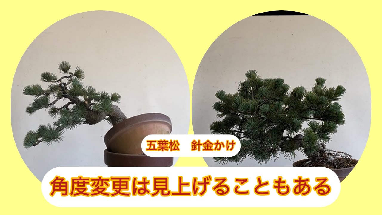 盆栽　五葉松　針金かけ　正面決定は360度クマなく観察して。