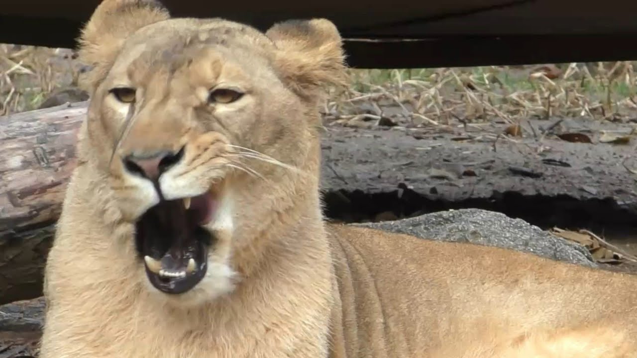 クレイちゃんのペロペロ毛繕い♪とべ動物園にて