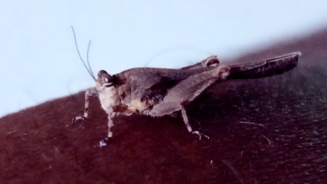 Grasshopper - suborder Caelifera @EducatorMuthukumar