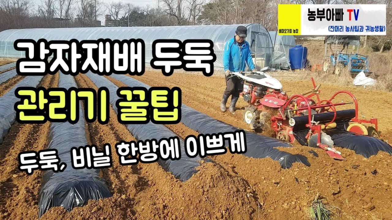 감자재배 두둑 비닐 한방에 관리기 꿀팁 몇가지