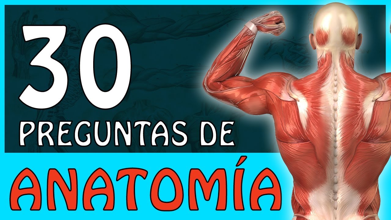 ☑️​ ¿Cuanto sabes de ANATOMÍA HUMANA? -  30 Preguntas 🤯🧠​​🎓 | Preguntas del cuerpo humano -