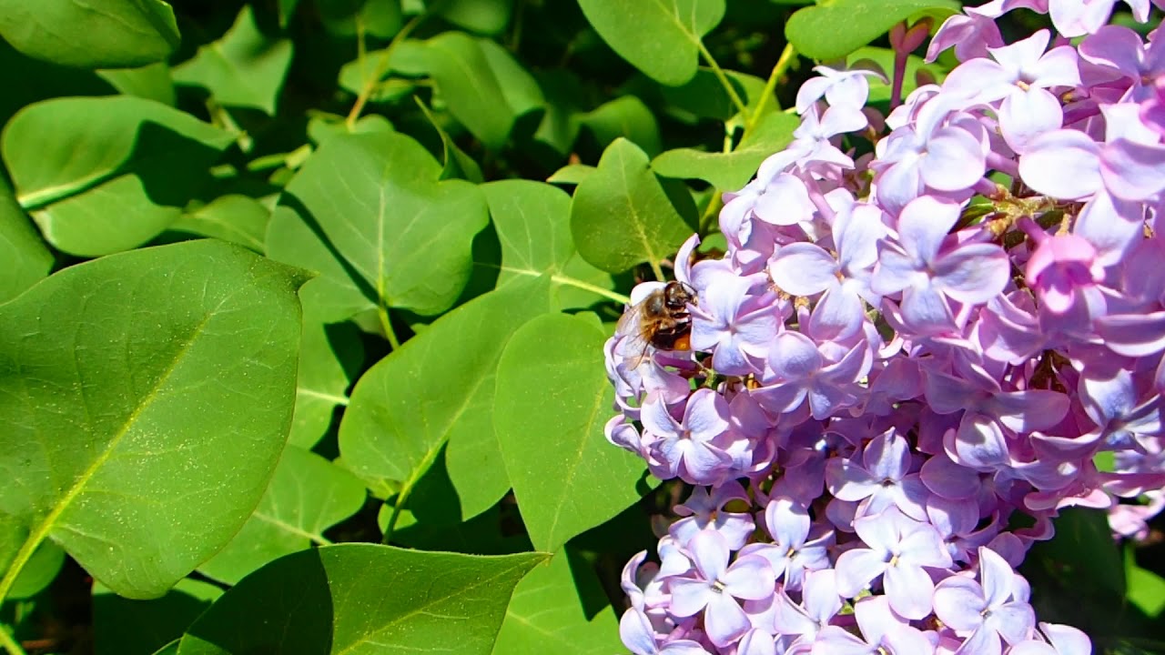 Bienen lieben Flieder!