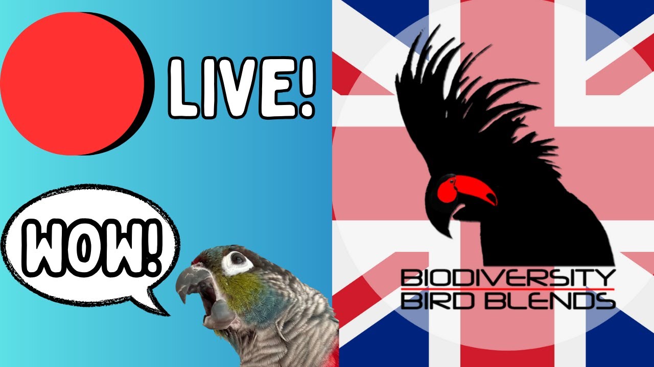 Прямая трансляция запуска Bio Bird Blends в Великобритании - розыгрыш призов + хаос с попугаями |...