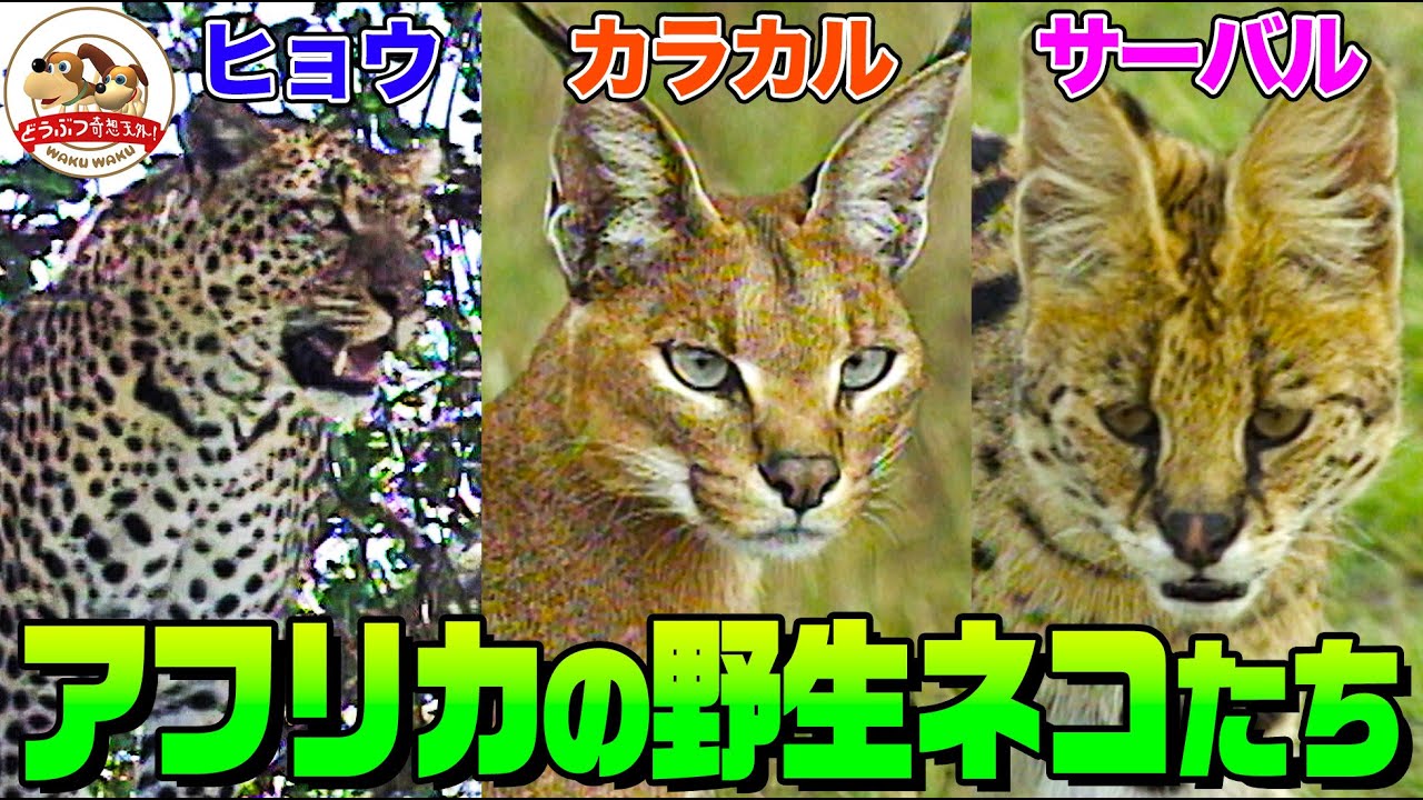 【狩りがスゴい】カラカル・サーバル・ヒョウ・リビアヤマネコ・アフリカのネコたちを大特集！ライオンがチーターに嫉妬してとった行動とは&hellip;羽仁監督が見たマザーアフリカ【どうぶつ奇想天外／WAKUWAKU】