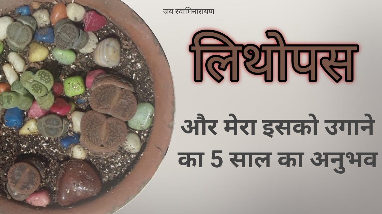 Lithops Growing Experience | लिथोप्स ग्रोइंग एक्सपीरियंस  | Grow Living Stones