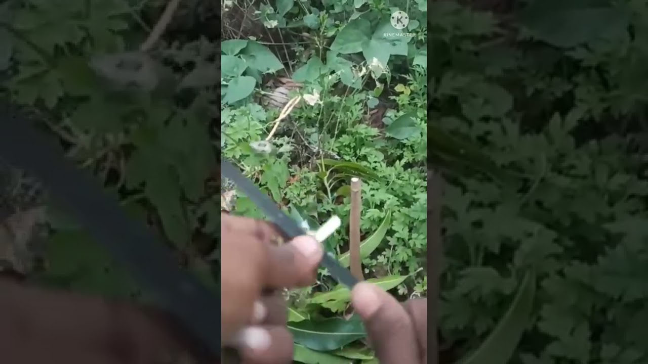 How to graft mango tree 🌲மாமரம் ஒட்டு கட்டுதல்🥭🥭