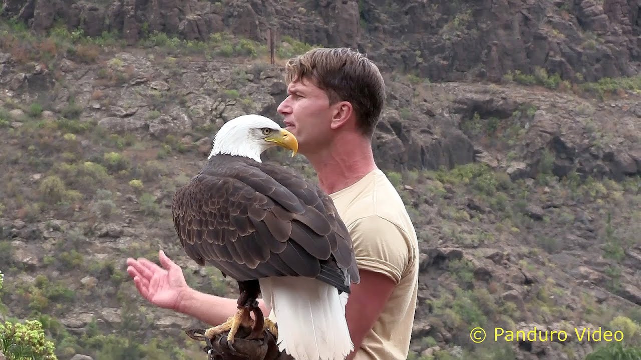 Gran Canaria 2014 Palmitos Park Eagles show