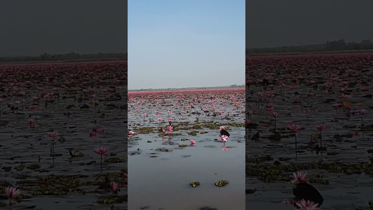 ทุ่งบัวแดง อุดรธานี