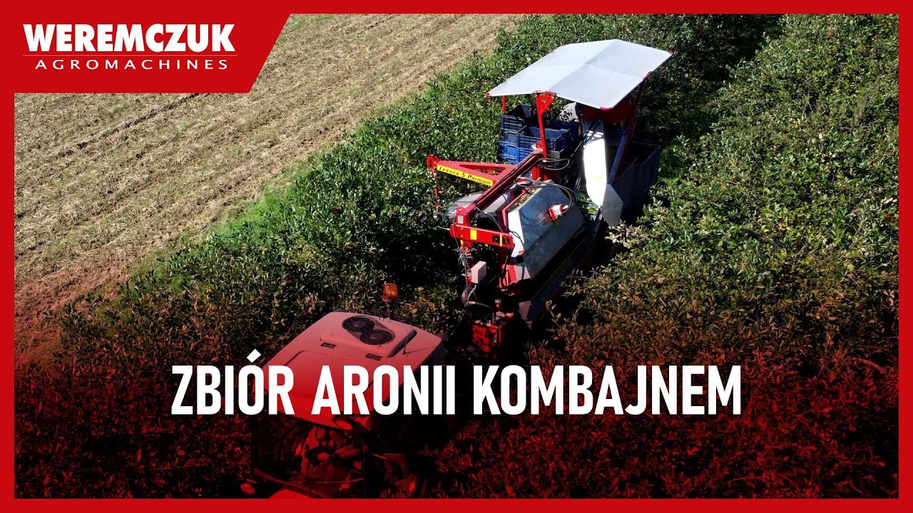 Zbiór aronii 2023 kombajnem Joanna-5 Premium