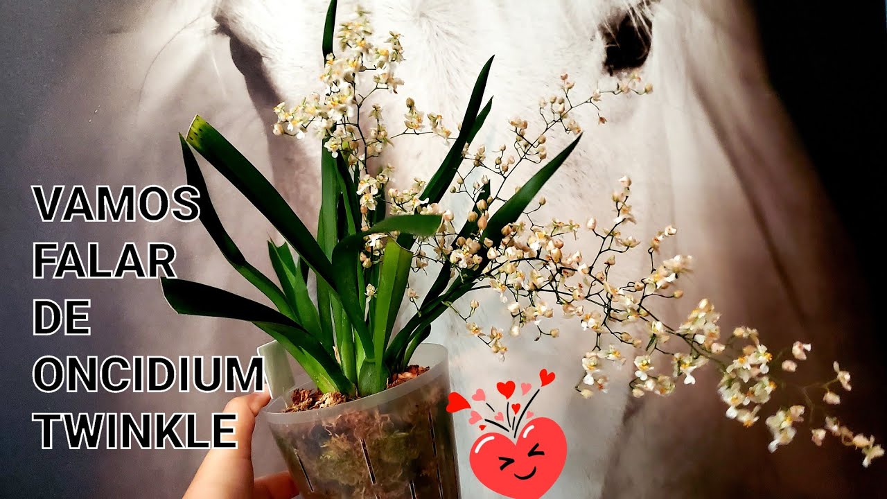 DICAS DE CULTIVO:como cuidar de orquidea oncidium twinkle