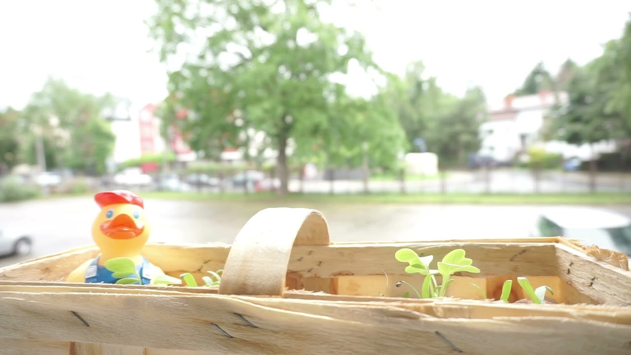 Relaxing Bird Sounds from My Window #wrocław #poland #birdchirping #morningsounds #balan 