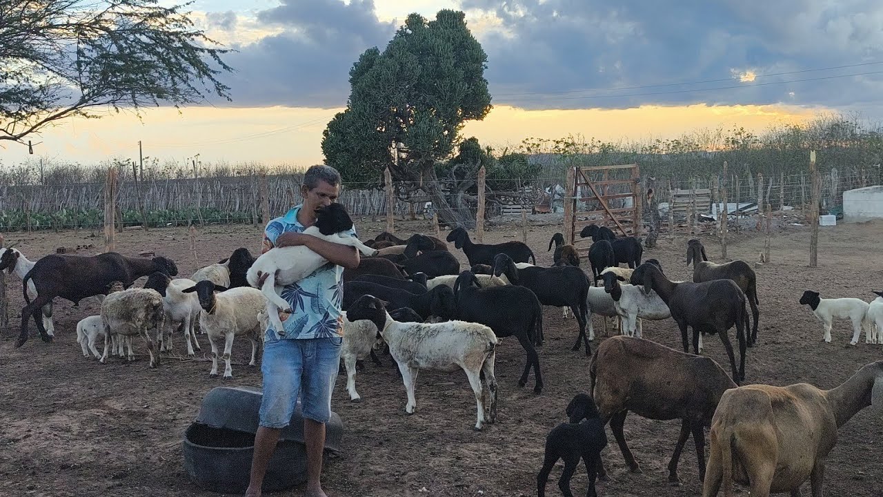 PASSEI NO SÍTIO PARA MOSTRAR UMAS OVELHAS BERGANESA E RESENHAR COM FLÁVIO JOSÉ VAI SER YOUTUBER