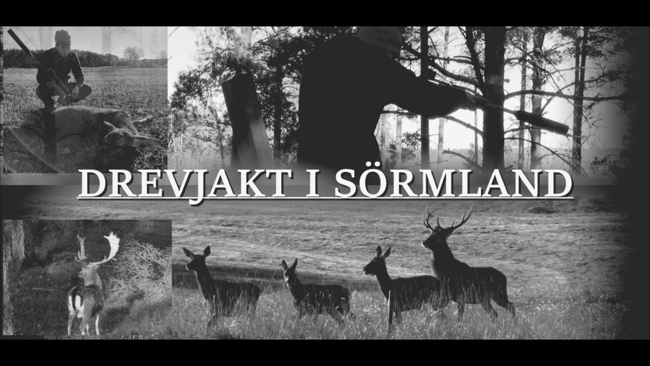 Drevjakt i S&ouml;rmland