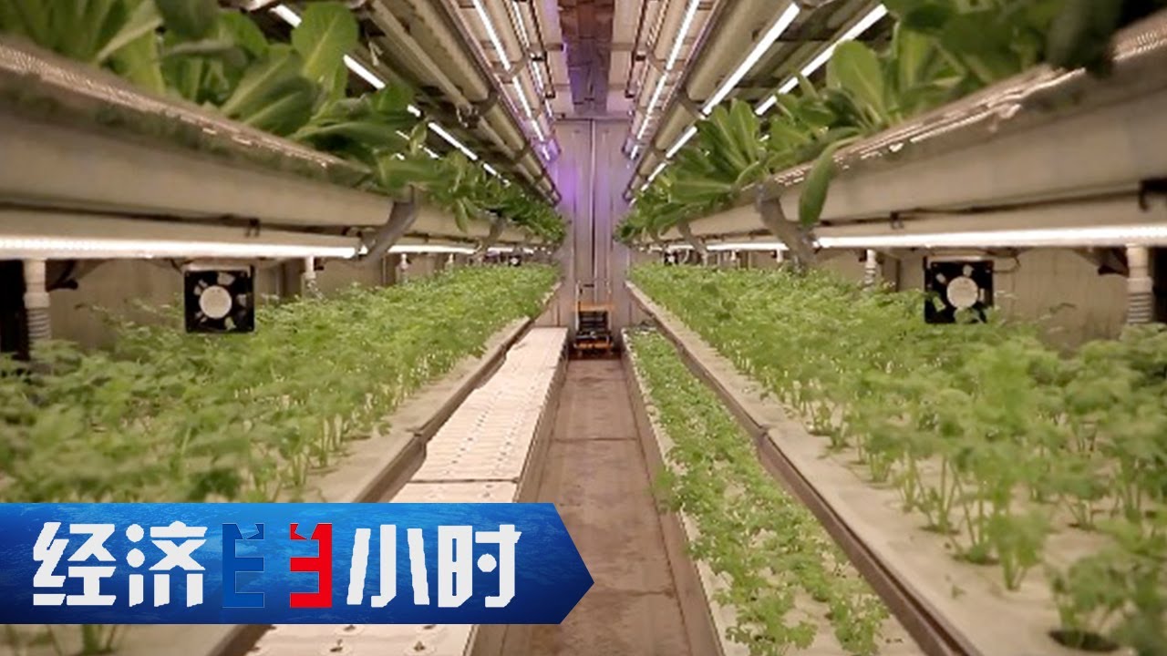集装箱种菜火爆海外！无惧环境因素，产量可达农田种菜40倍以上 「经济半小时」20230329 | 财经风云