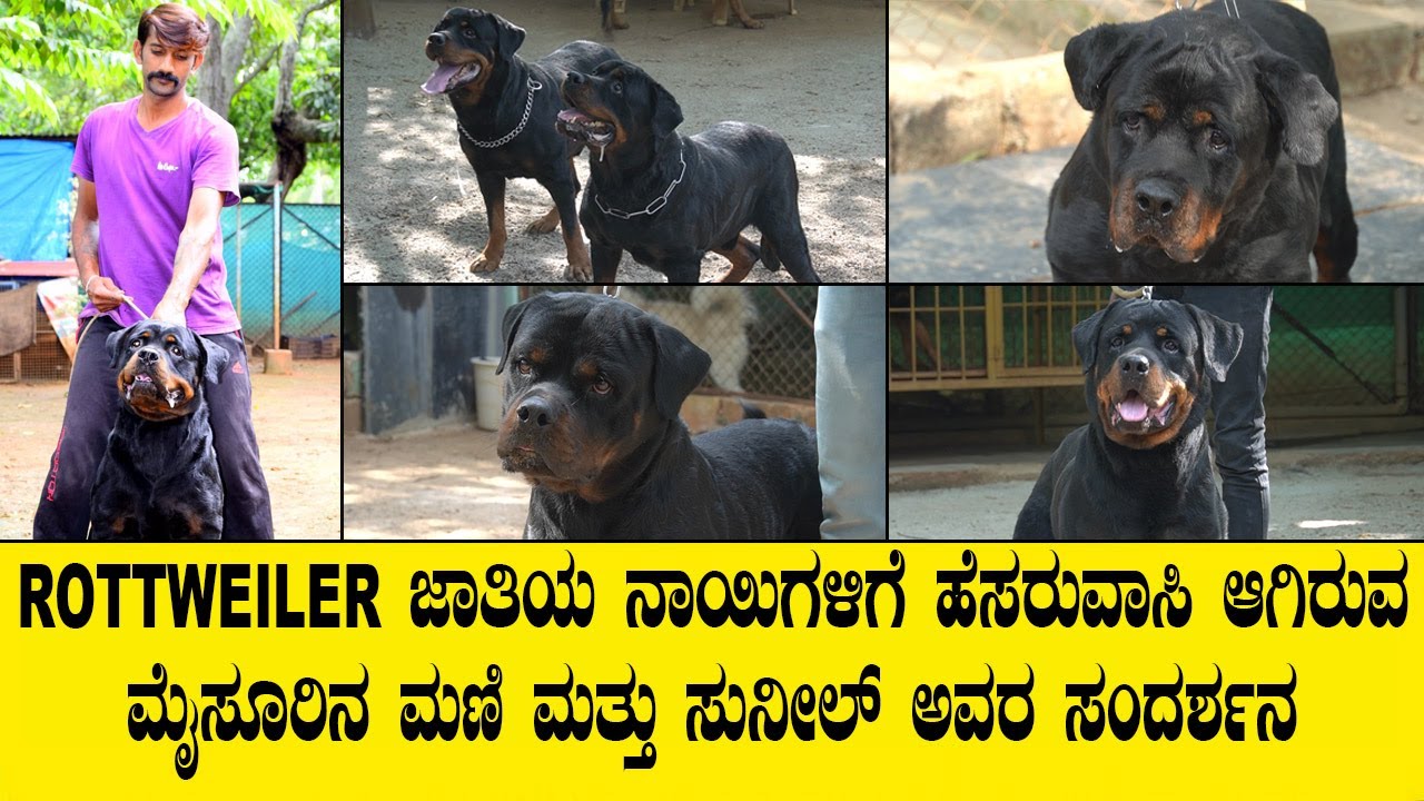 ROTTWEILER ಜಾತಿಯ ನಾಯಿಗಳಿಗೆ ಹೆಸರುವಾಸಿ ಆಗಿರುವ ಮೈಸೂರಿನ ಮಣಿ ಮತ್ತು ಸುನೀಲ್ ಅವರ ಸಂದರ್ಶನ..ROTTWEILER KENNEL