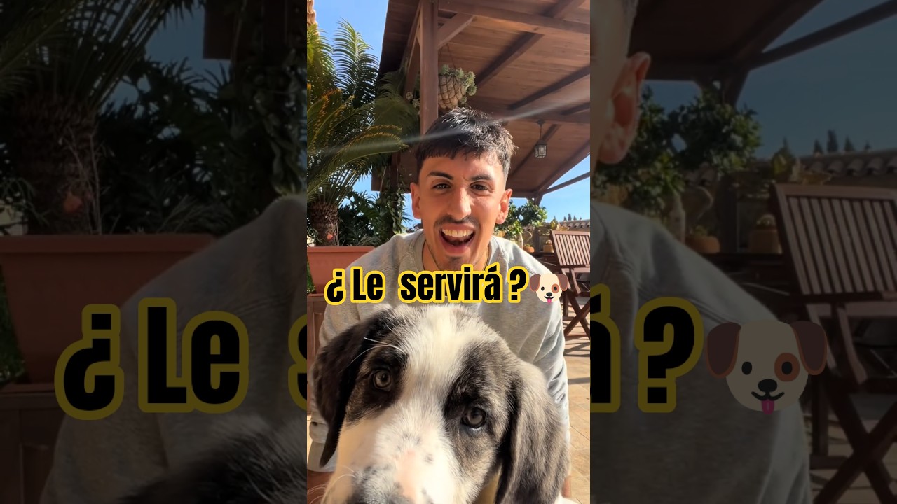 Probamos un arnés a nuestro Mastín 🐶 