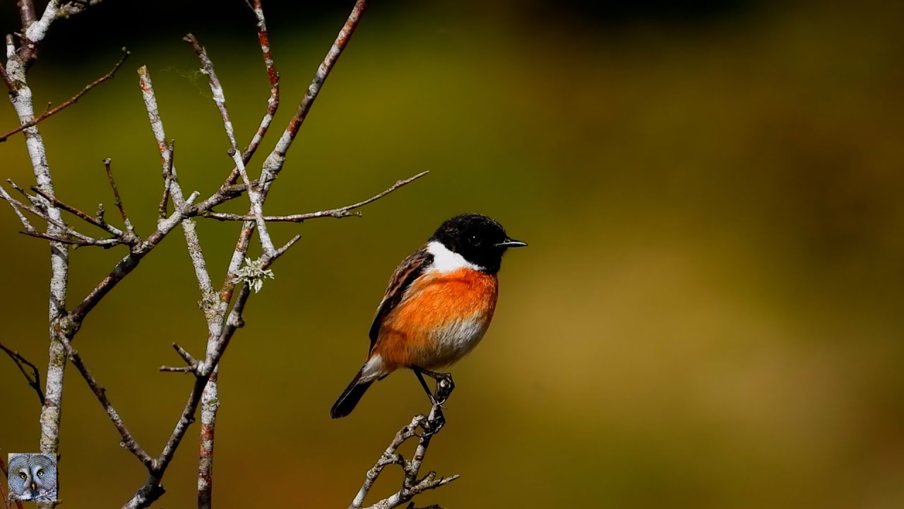 European stonechat sound Svartstrupe lyd Schwarzkehlchen Klang Roodborsttapuit Kląskawka (zwyczajna)