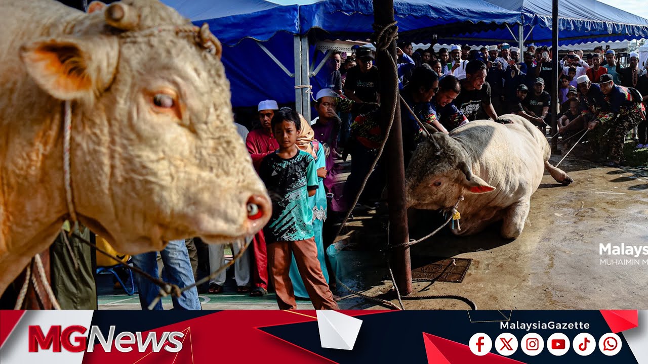 Selamat Tinggal Kiko, Awang Merah: Detik Terakhir Dua Juara Sado Tumbang Di Pagi Raya