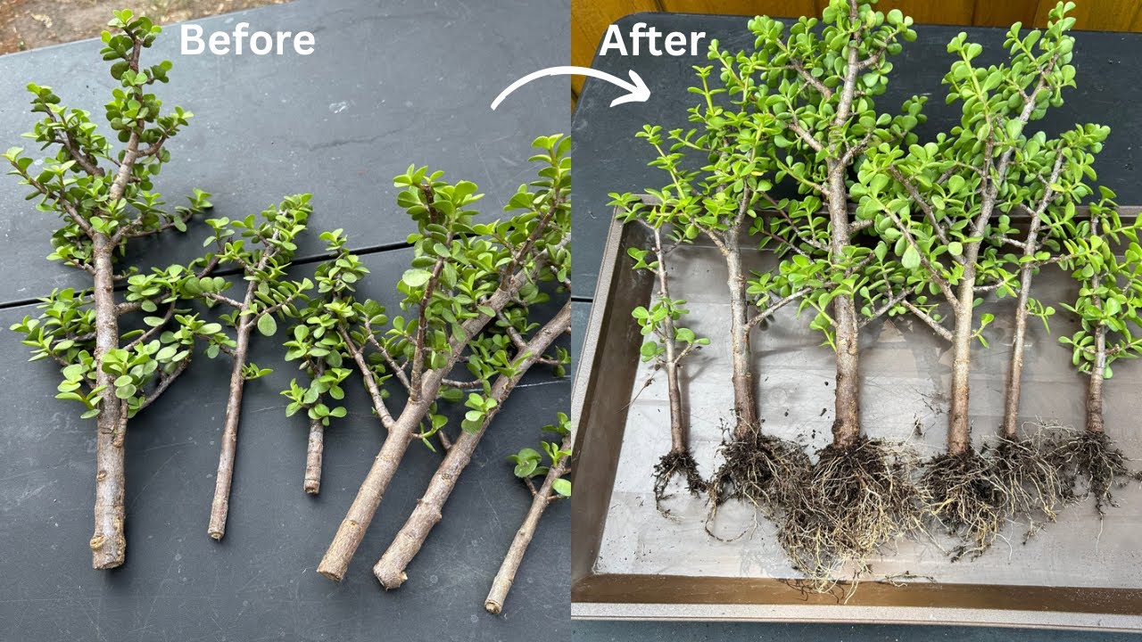 How To Propagate Elephant Bush (Portulacaria Afra) From Cuttings