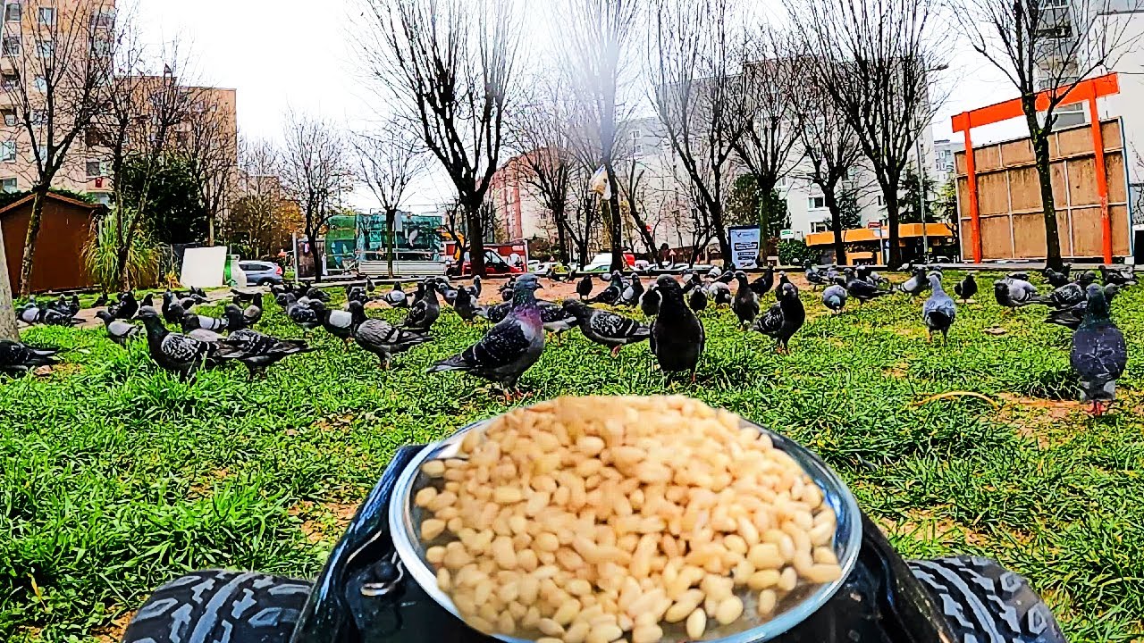 Feeding Pigeons with RC Car