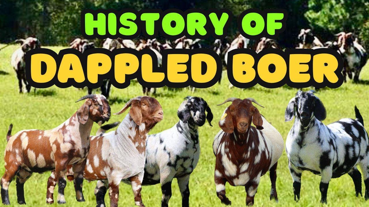 История пятнистых бурских коз!