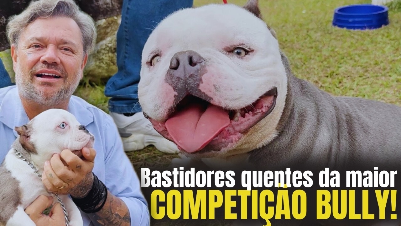 AMERICAN BULLY SHOW: NANO, MICRO E STANDARD DISPUTAM O TROFÉU SUPREMO! 🐶🏆🔥